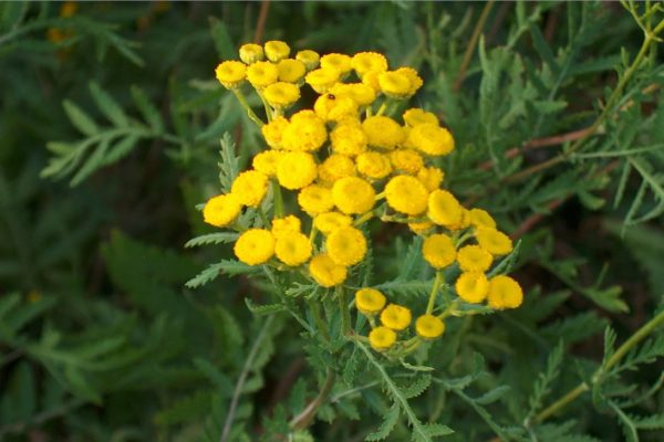 Цветы пижмы