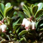 Цветы толокнянки