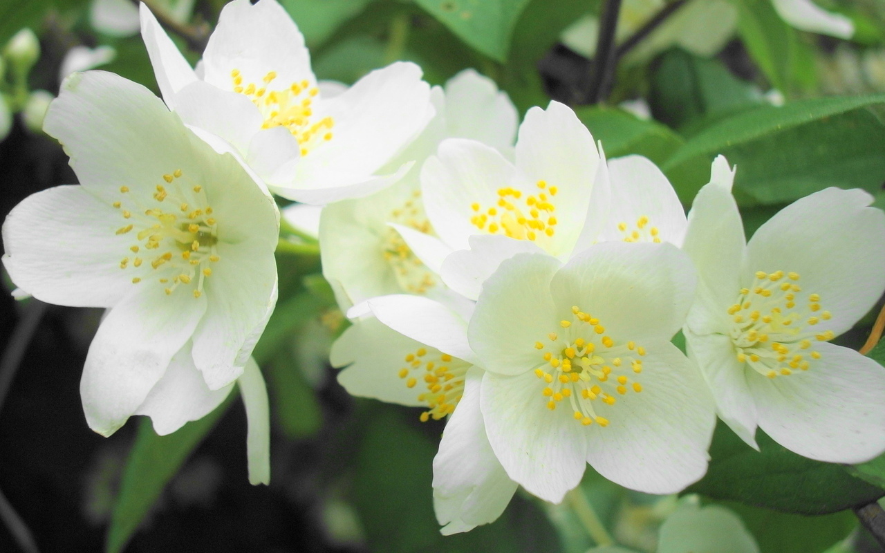 Цветы жасмина