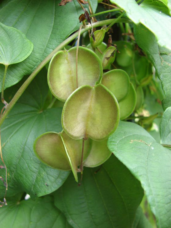 Диоскорея кавказская