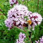 Душица и шмель