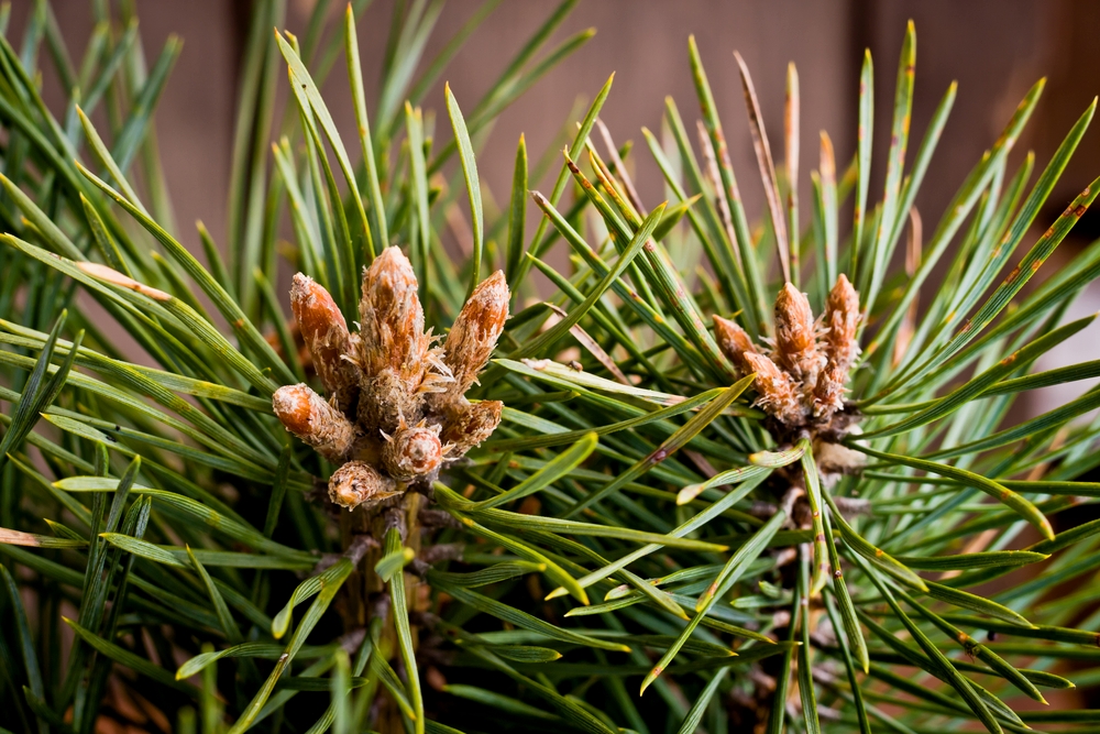 Две веточки с почками