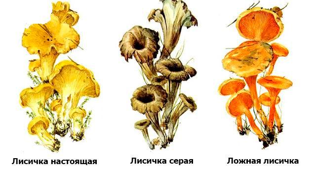 Двойники лисичек