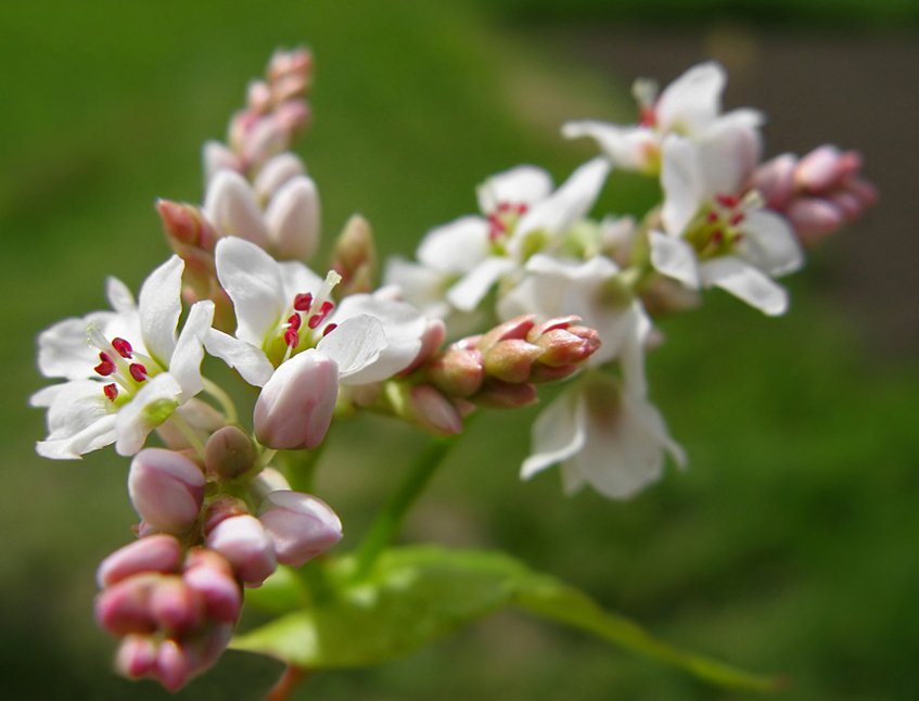 Цветы гречихи