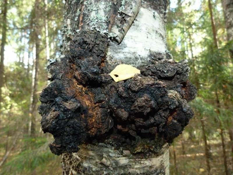 Гриб чага