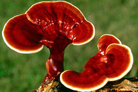 Гриб рейши (ганодерма)