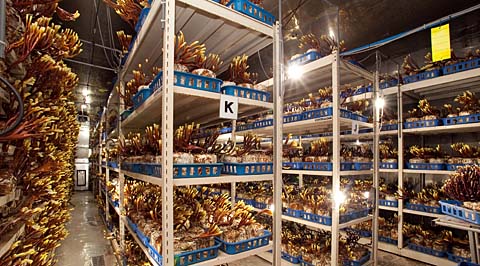 Грибная «фабрика»