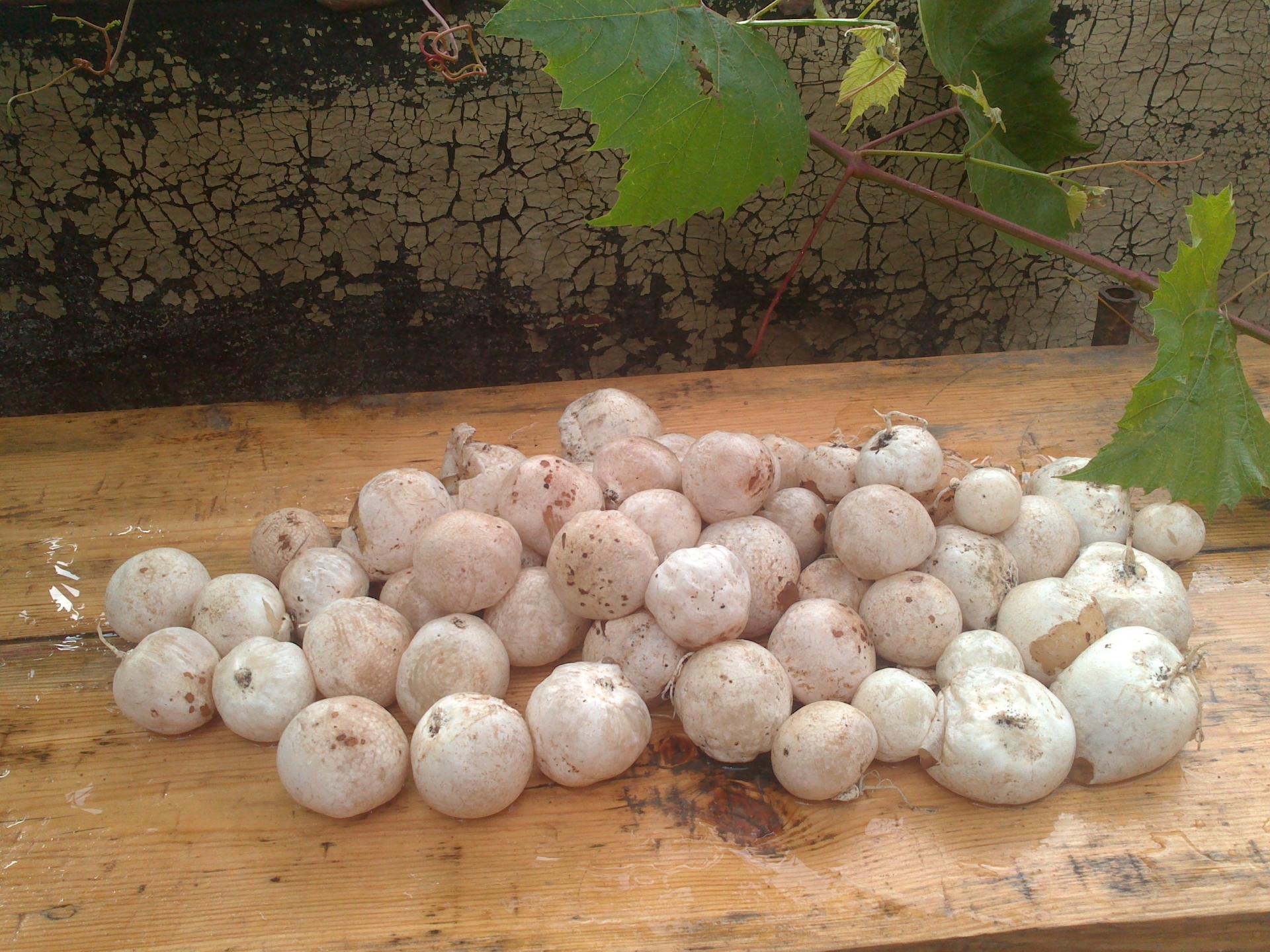 Грибные «яйца»