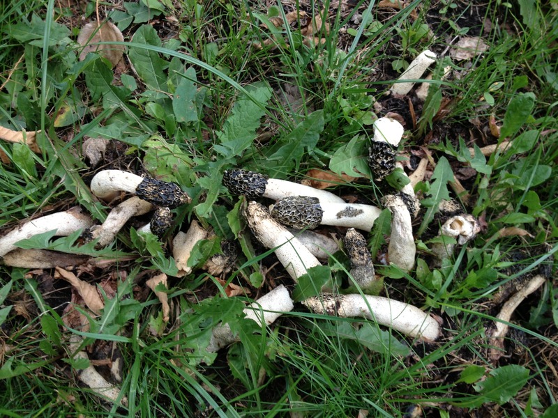 Грибы весёлки в траве