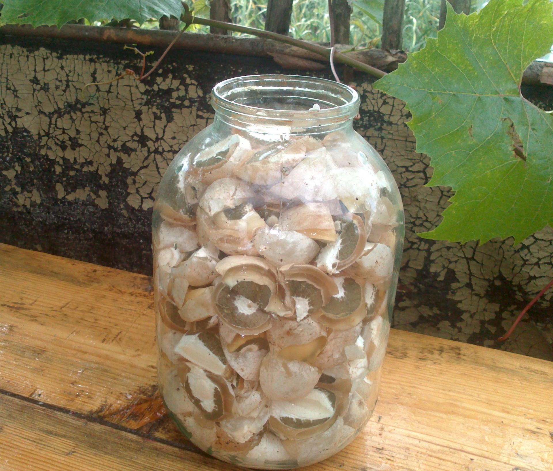 Грибы весёлки в трёхлитровой банке