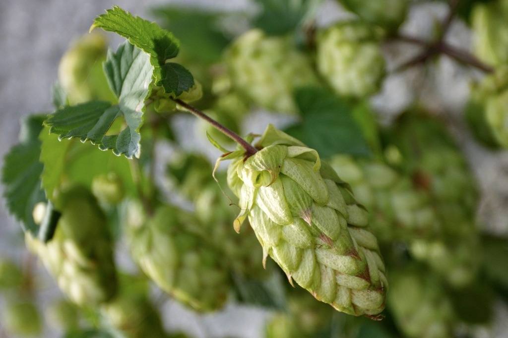 Хмель обыкновенный, шишка