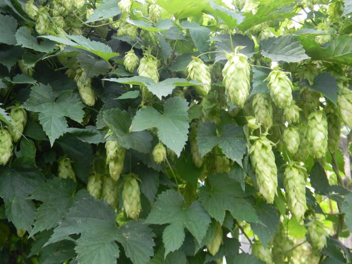 Хмель обыкновенный