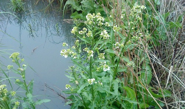 Хрен луговой