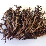 Исландский лишайник