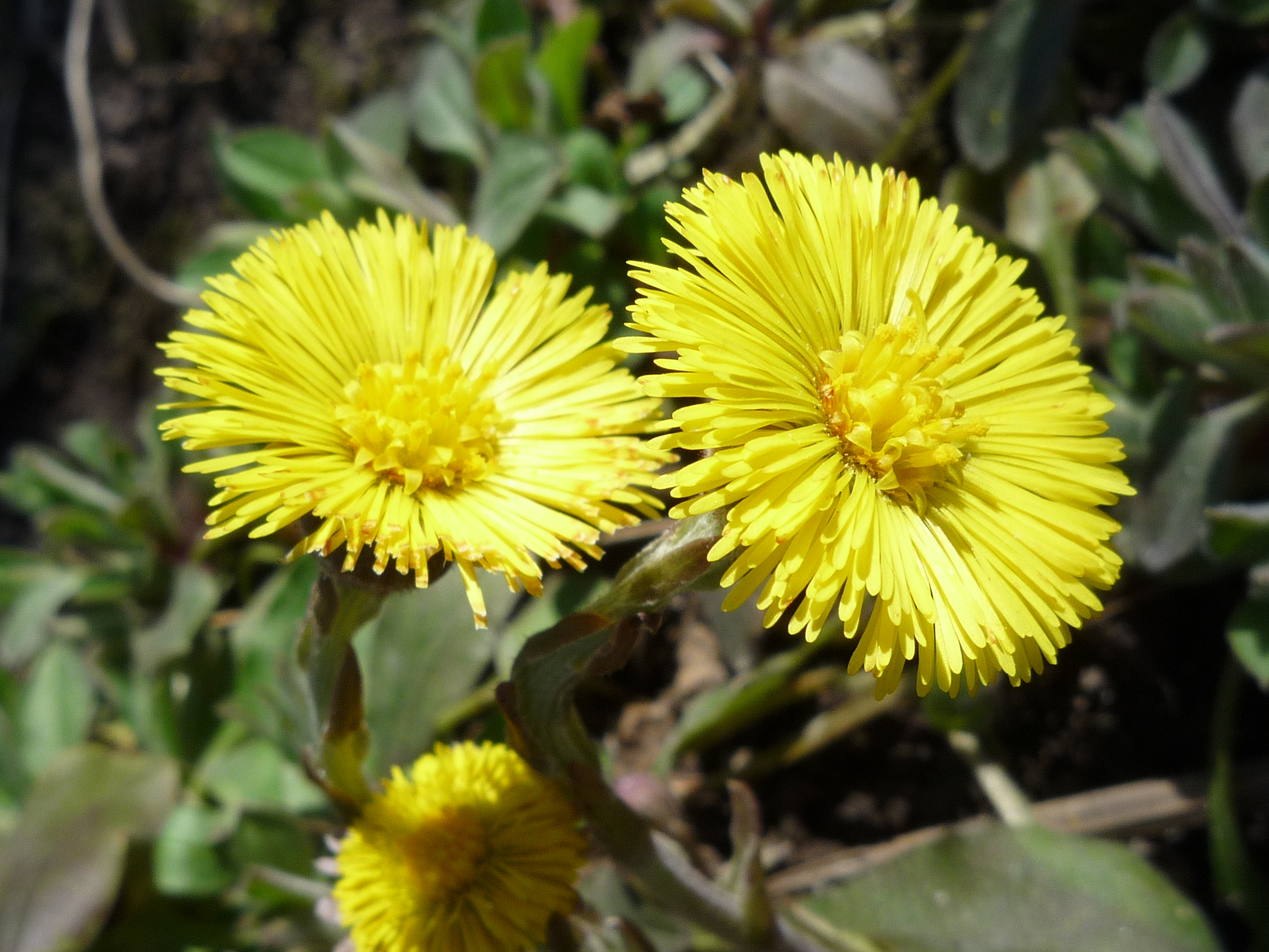 Мать-и-мачеха