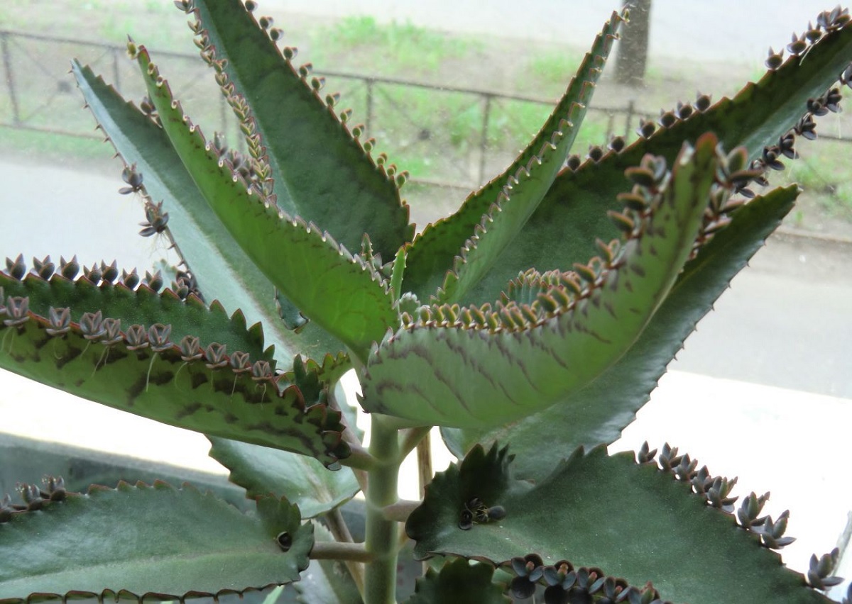 Каланхоэ перистый