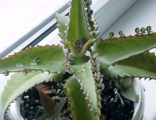 Каланхоэ в белом горшке