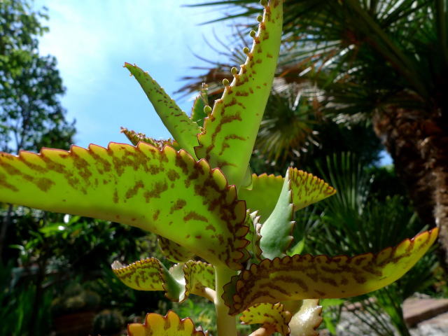 Каланхоэ в природных условиях