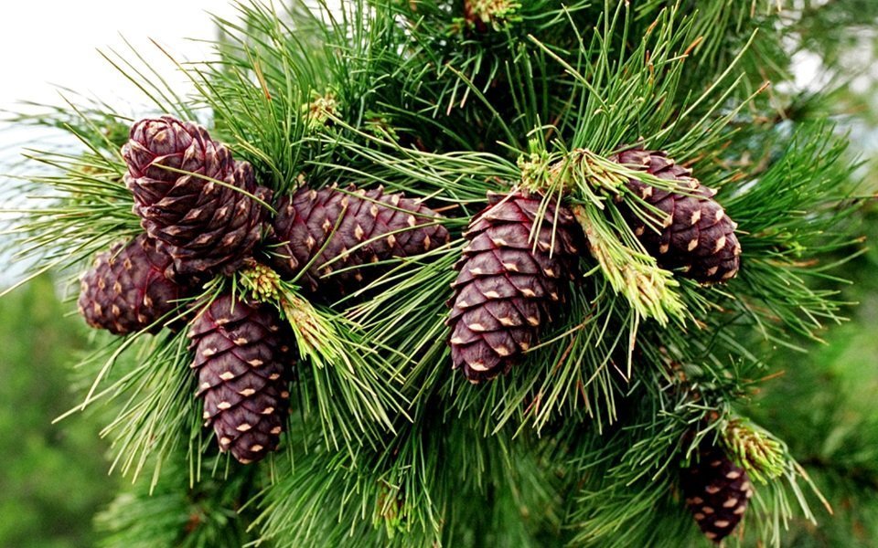 Кедровые шишки