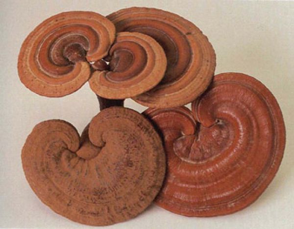 Китайский гриб линчжи