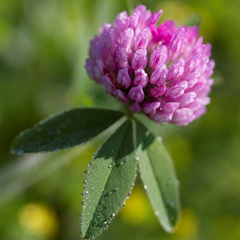 Цветок клевера