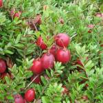 Ягоды клюквы