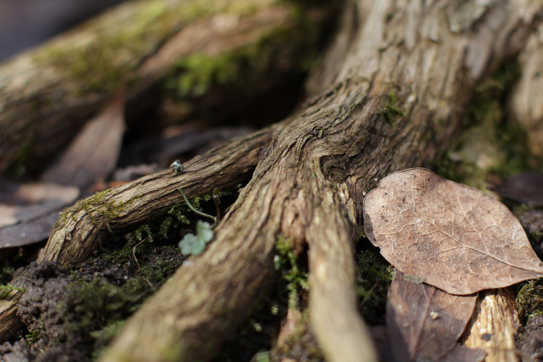 Корни вишни