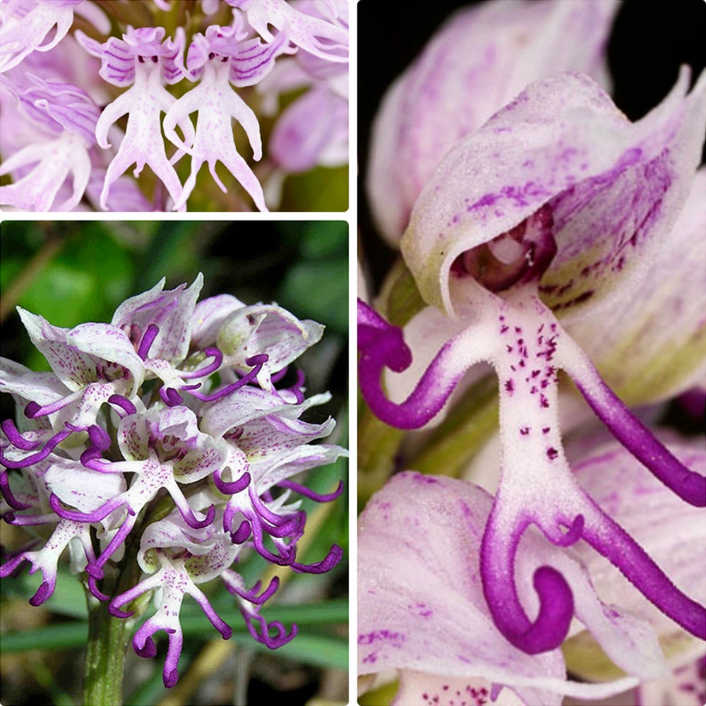 Коллаж из цветков ятрышника