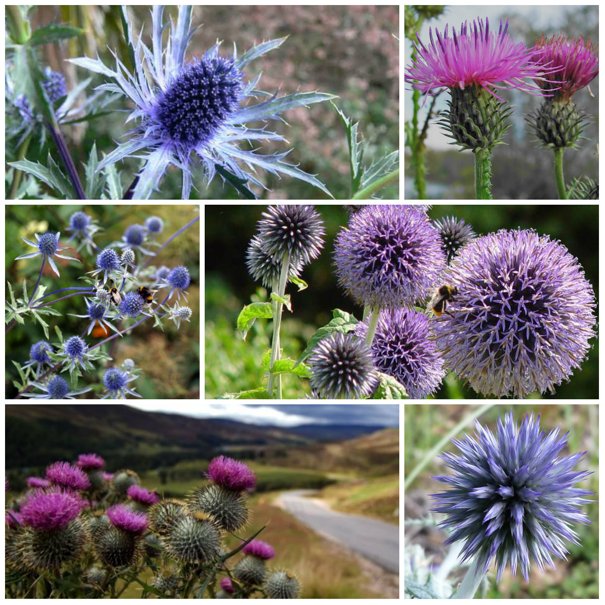 Коллаж из разных видов чертополоха