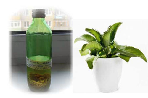 Коллаж: каланхоэ и настойка