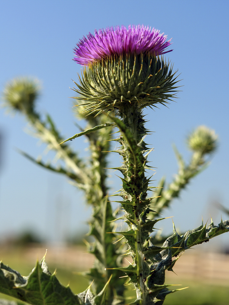 Колючий стебель и цветок татарника