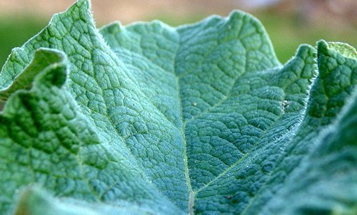 Компресс из лопуха