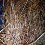 Корень пырея