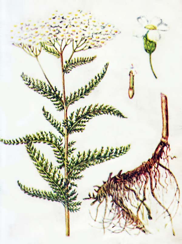 Корень, трава и цветы тысячелистника