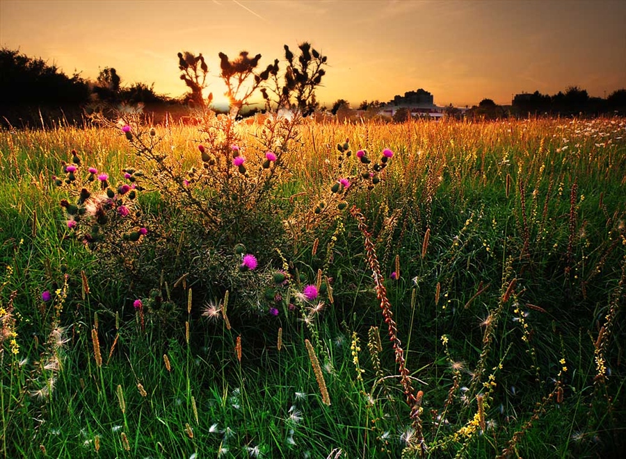 Чертополох на фоне заката
