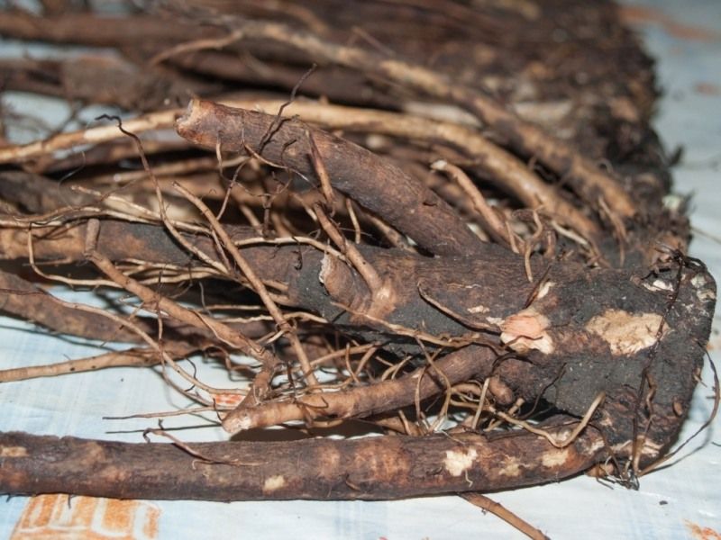 Корень от лопуха