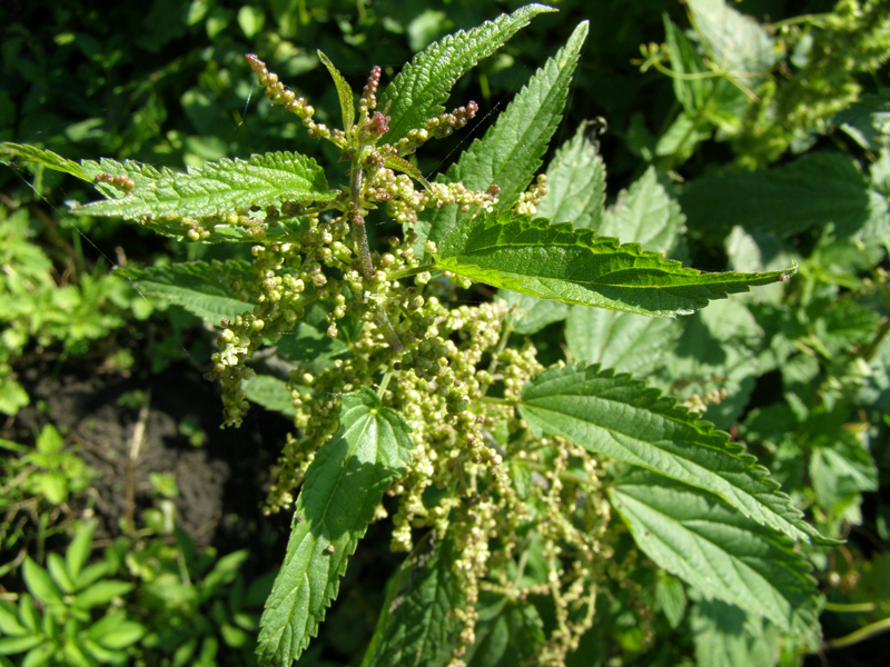 Крапива друдомная