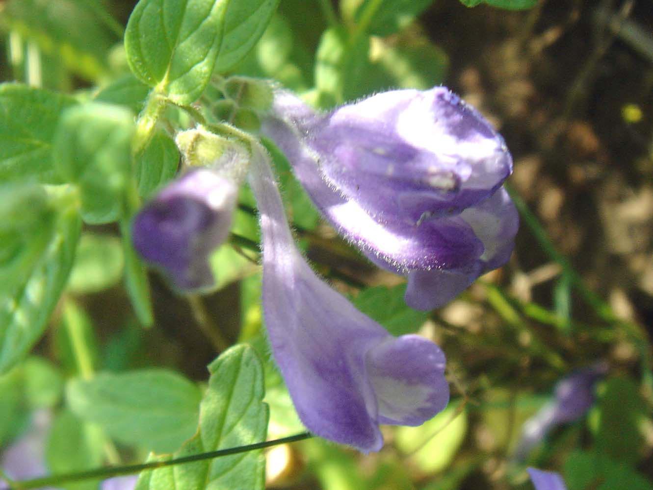 Нежный цветок шлемника