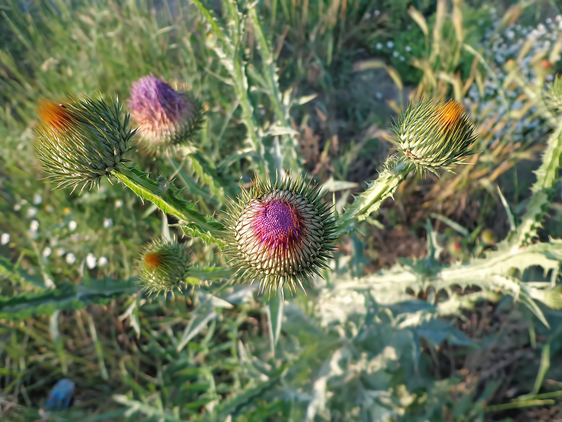 Красивый куст чертополоха