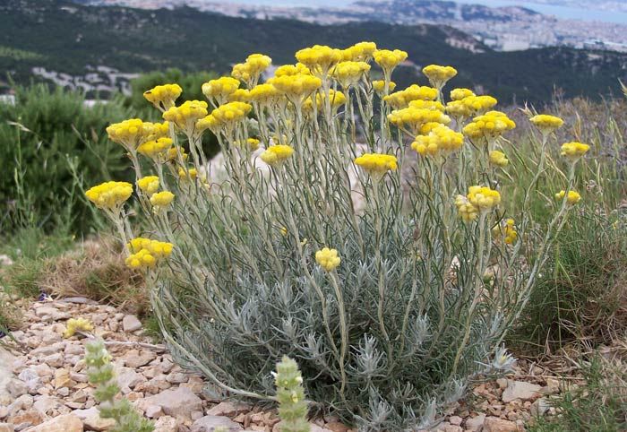 Большой цветущий куст цмина