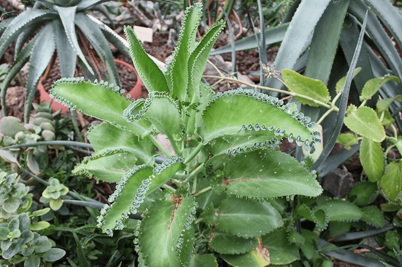 Красивый куст каланхоэ