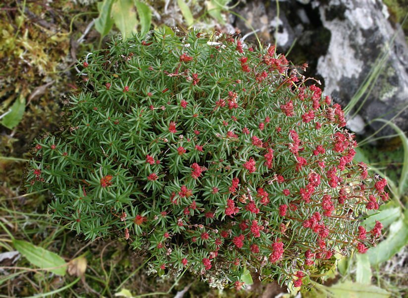 Красная щётка