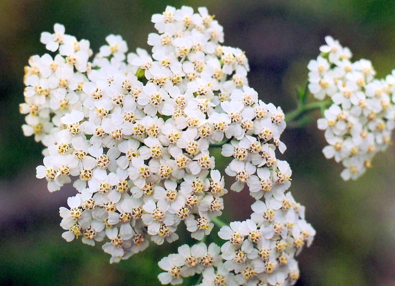 Крупный цветок тысячелистника