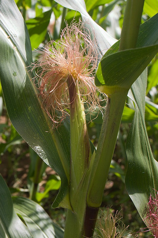 Кукурузные «волосы» на початке