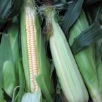 Кукурузные початки с рыльцами