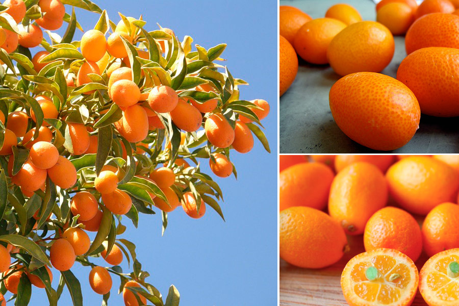 Кумкват на дереве, сорванный фрукт, разрезанный пополам плод