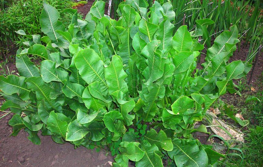 Куст хрена обыкновенного (деревенского)