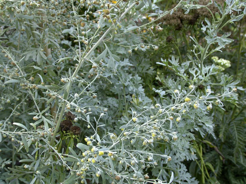 Кустик полыни