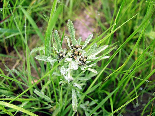 Кустик сушеницы в траве