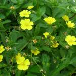 Лапчатка гусиная